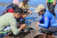 Aksi nyata pelestarian laut dilakukan Komunitas Penggiat Konservasi Nyelam Sukabumi (PENYU)