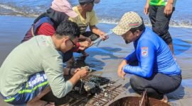 Aksi nyata pelestarian laut dilakukan Komunitas Penggiat Konservasi Nyelam Sukabumi (PENYU)