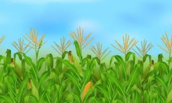 Pemerintah Desa Cimanggu, Kecamatan Palabuhanratu, Kabupaten Kabupaten Sukabumi