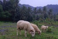 Potensi peternakan di Desa Mekarasih
