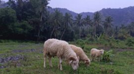 Potensi peternakan di Desa Mekarasih