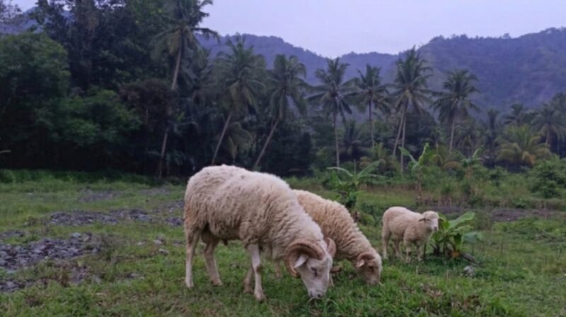 Potensi peternakan di Desa Mekarasih