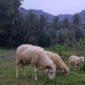 Potensi peternakan di Desa Mekarasih